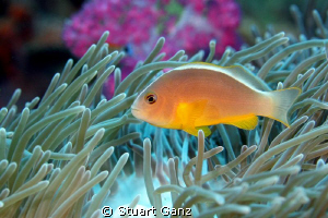 Clown Fish by Stuart Ganz 